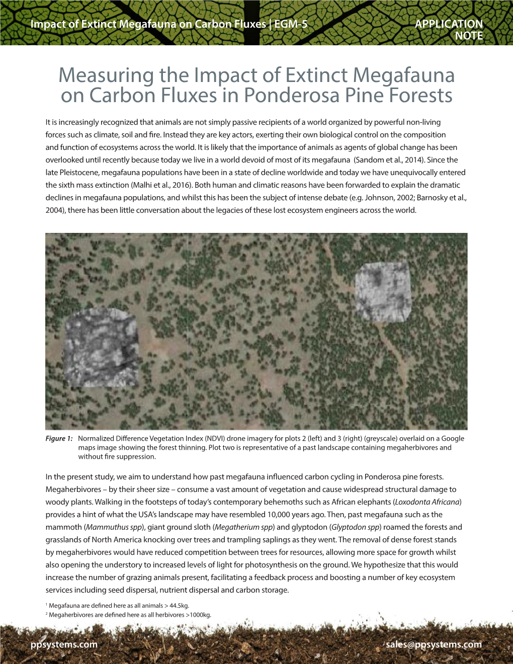 Measuring the Impact of Extinct Megafauna on Carbon Fluxes in Ponderosa Pine Forests