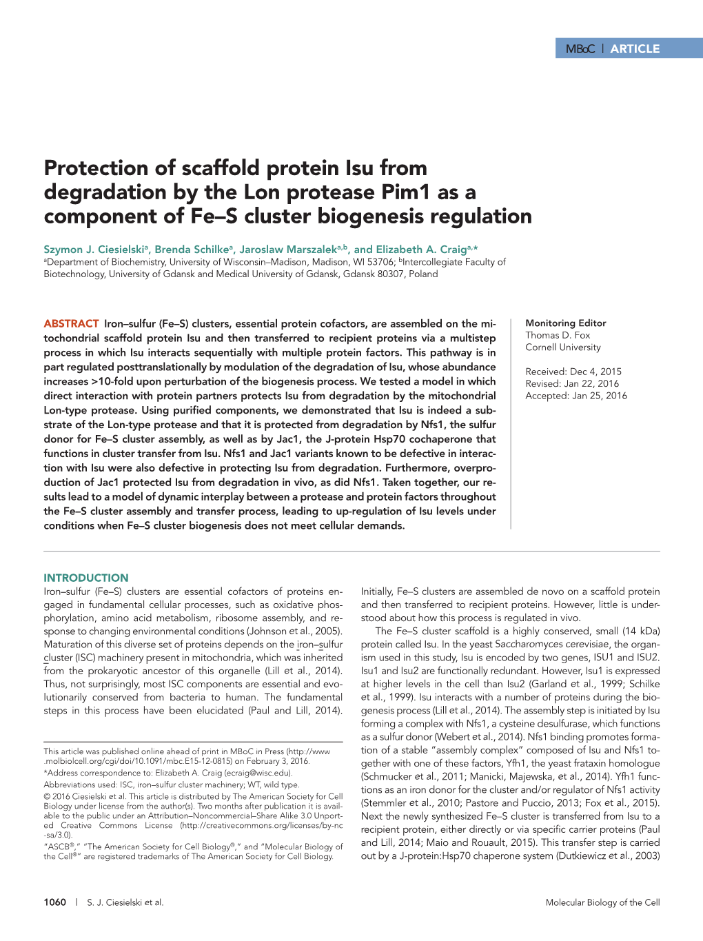 Protection of Scaffold Protein Isu from Degradation by the Lon Protease Pim1 As a Component of Fe–S Cluster Biogenesis Regulation