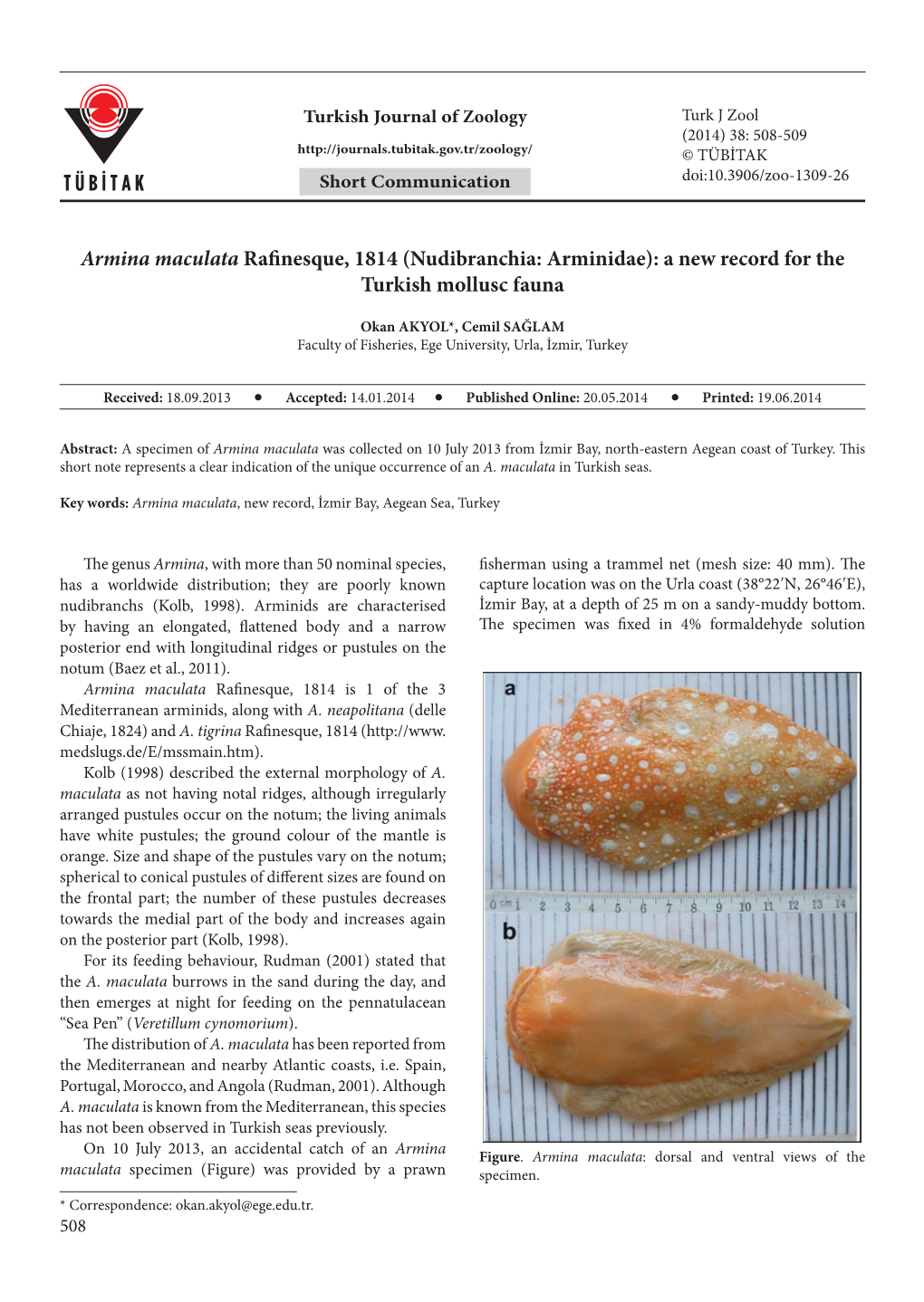 Armina Maculata Rafinesque, 1814 (Nudibranchia: Arminidae): a New Record for the Turkish Mollusc Fauna