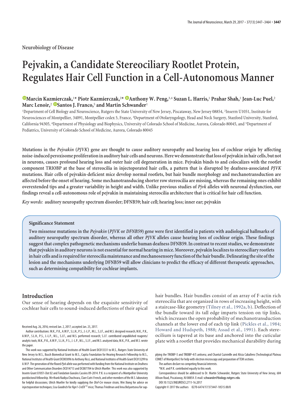 Pejvakin, a Candidate Stereociliary Rootlet Protein, Regulates Hair Cell Function in a Cell-Autonomous Manner