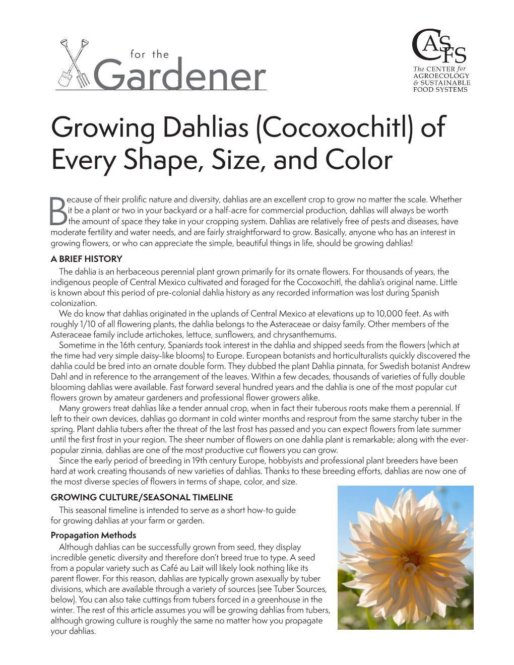 Growing Dahlias (Cocoxochitl) of Every Shape, Size, and Color