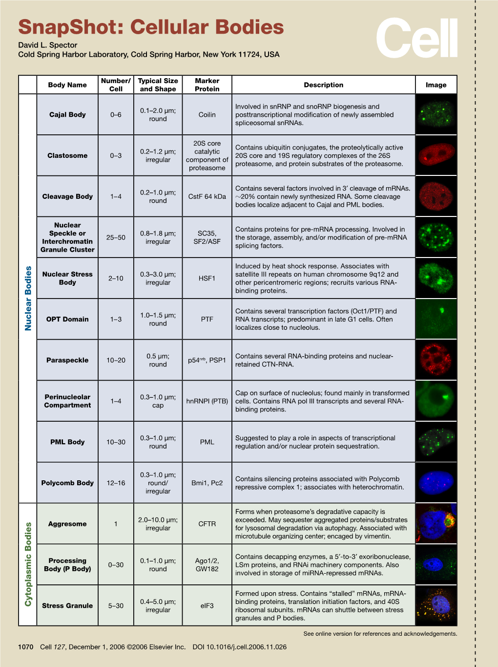 Snapshot: Cellular Bodies David L