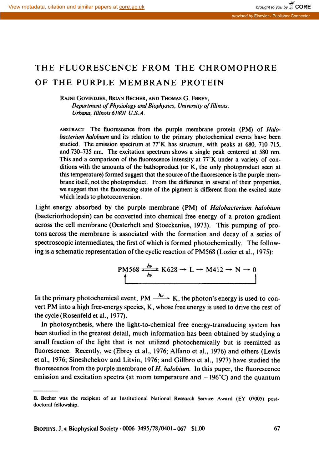 THE FLUORESCENCE from the CHROMOPHORE of the PURPLE MEMBRANE PROTEIN Rajni GOVINDJEE, BRIAN BECHER, and THOMAS G