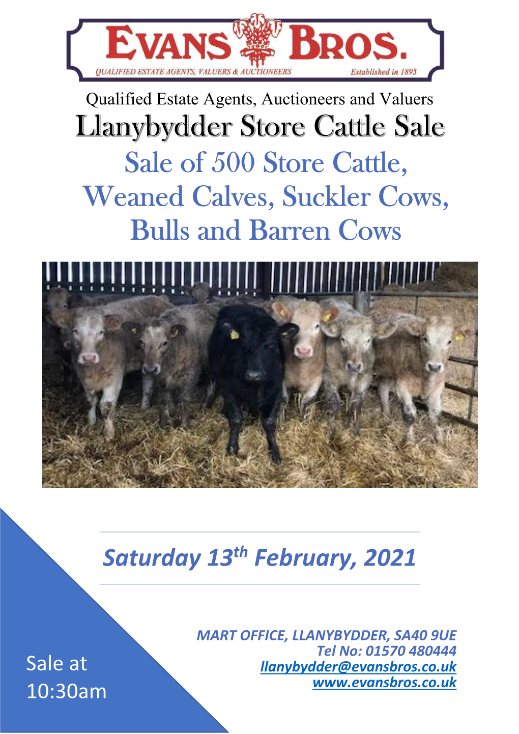 Sale of 500 Store Cattle, Weaned Calves, Suckler Cows, Bulls and Barren Cows