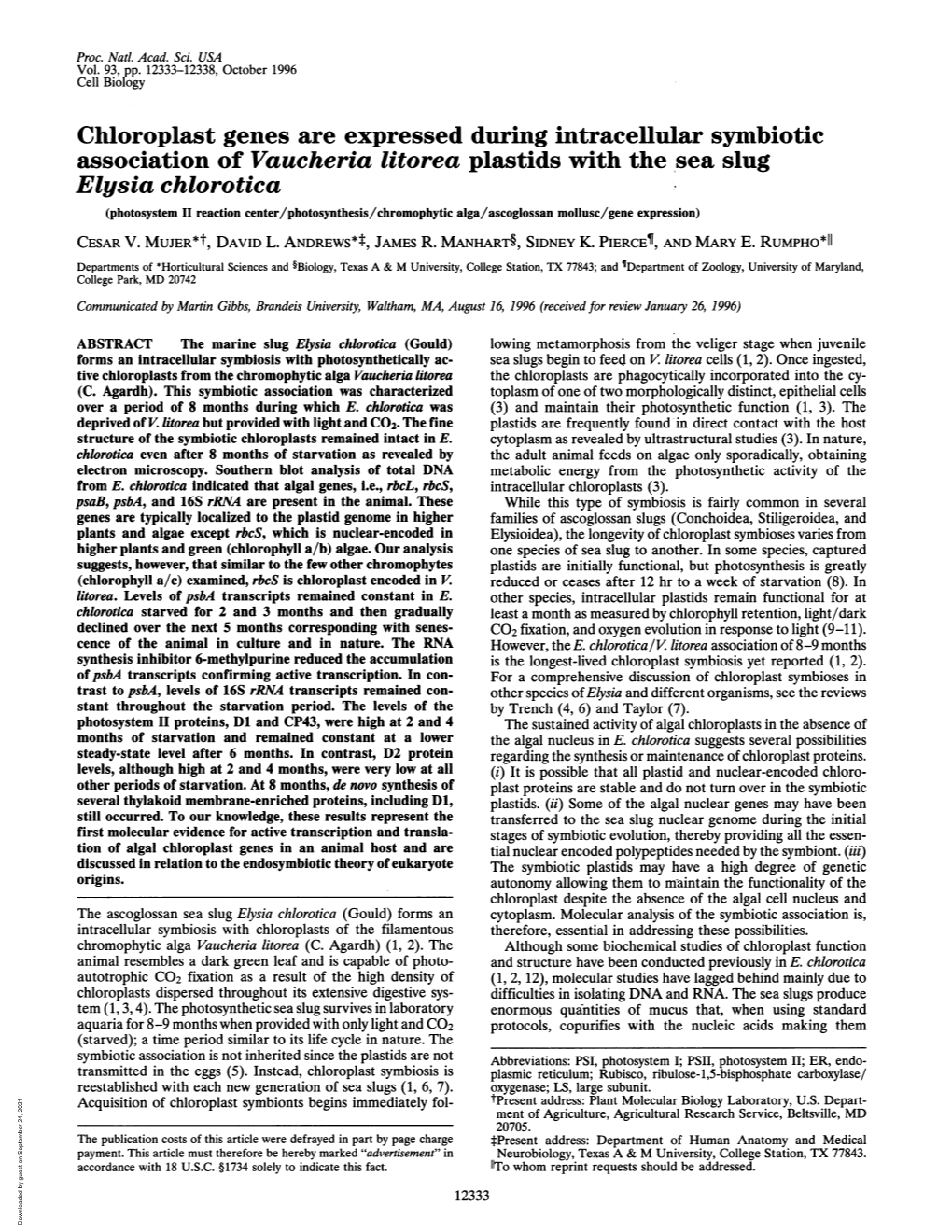 Chloroplast Genes Are Expressed During Intracellular Symbiotic