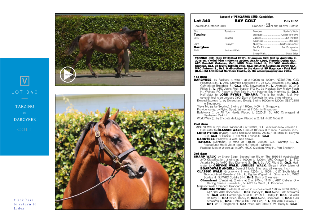 TARZINO DARCYBEE Lot 340 BAY COLT