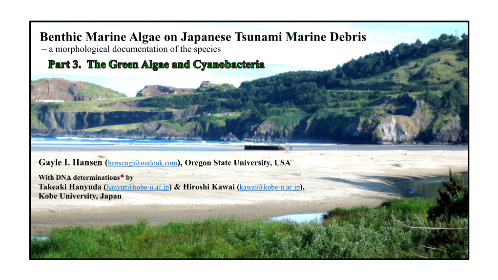 Benthic Marine Algae on Japanese Tsunami Marine Debris – a Morphological Documentation of the Species