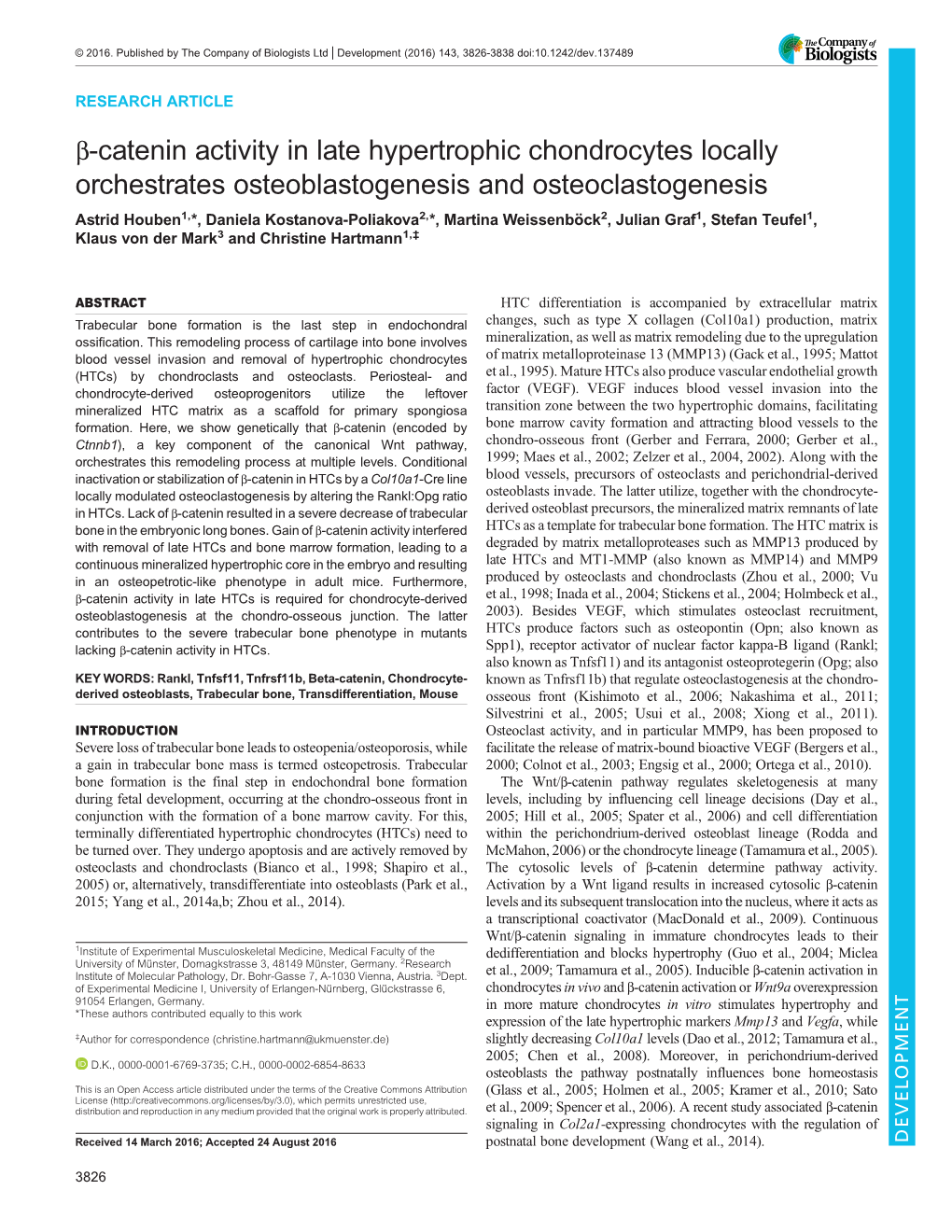 Β-Catenin Activity in Late Hypertrophic Chondrocytes Locally Orchestrates