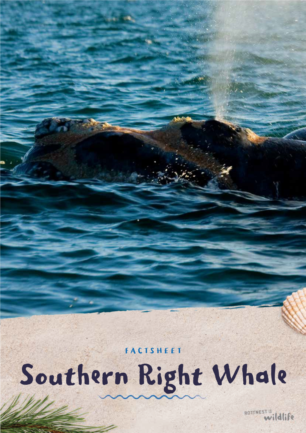 Download the Southern Right Whale Fact File!