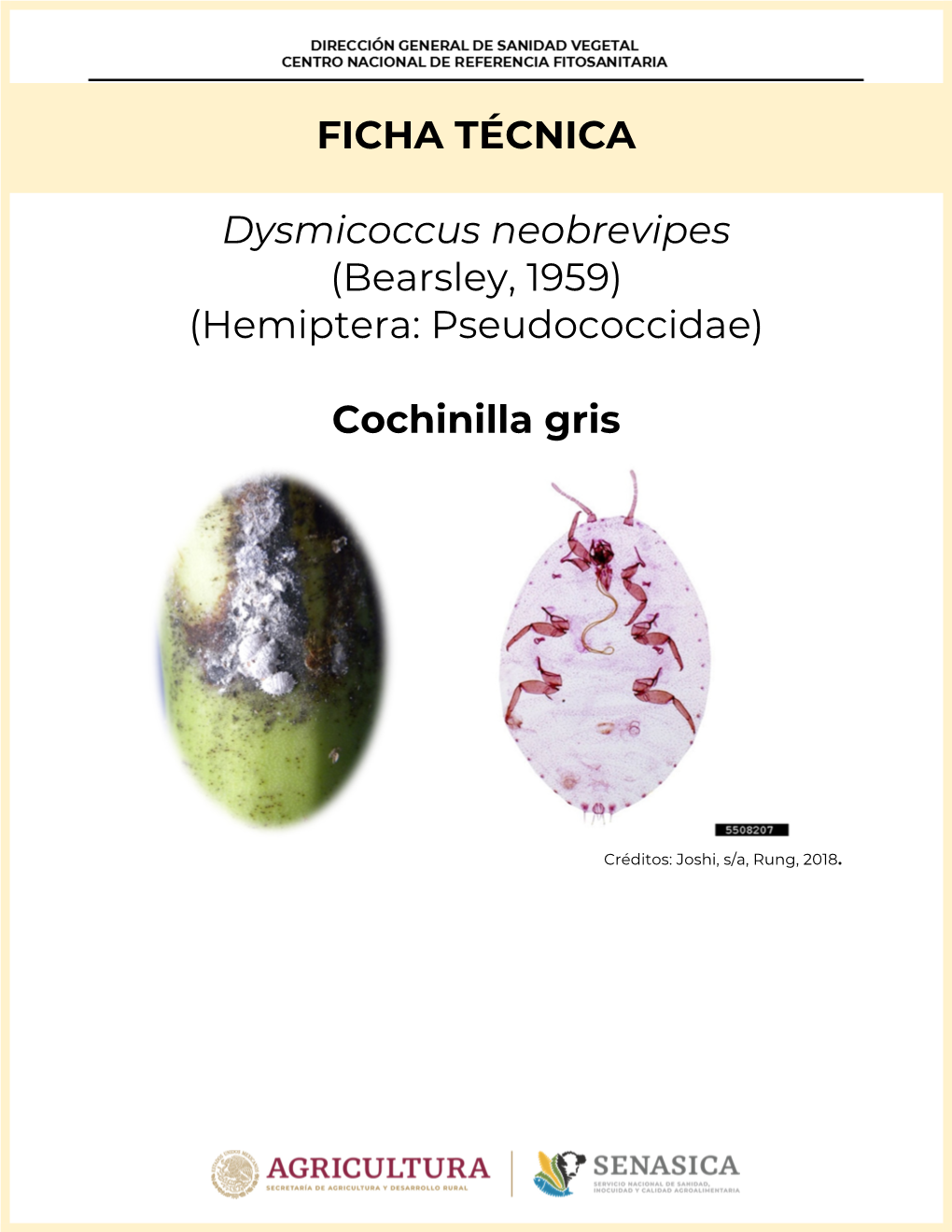 FICHA TÉCNICA Dysmicoccus Neobrevipes