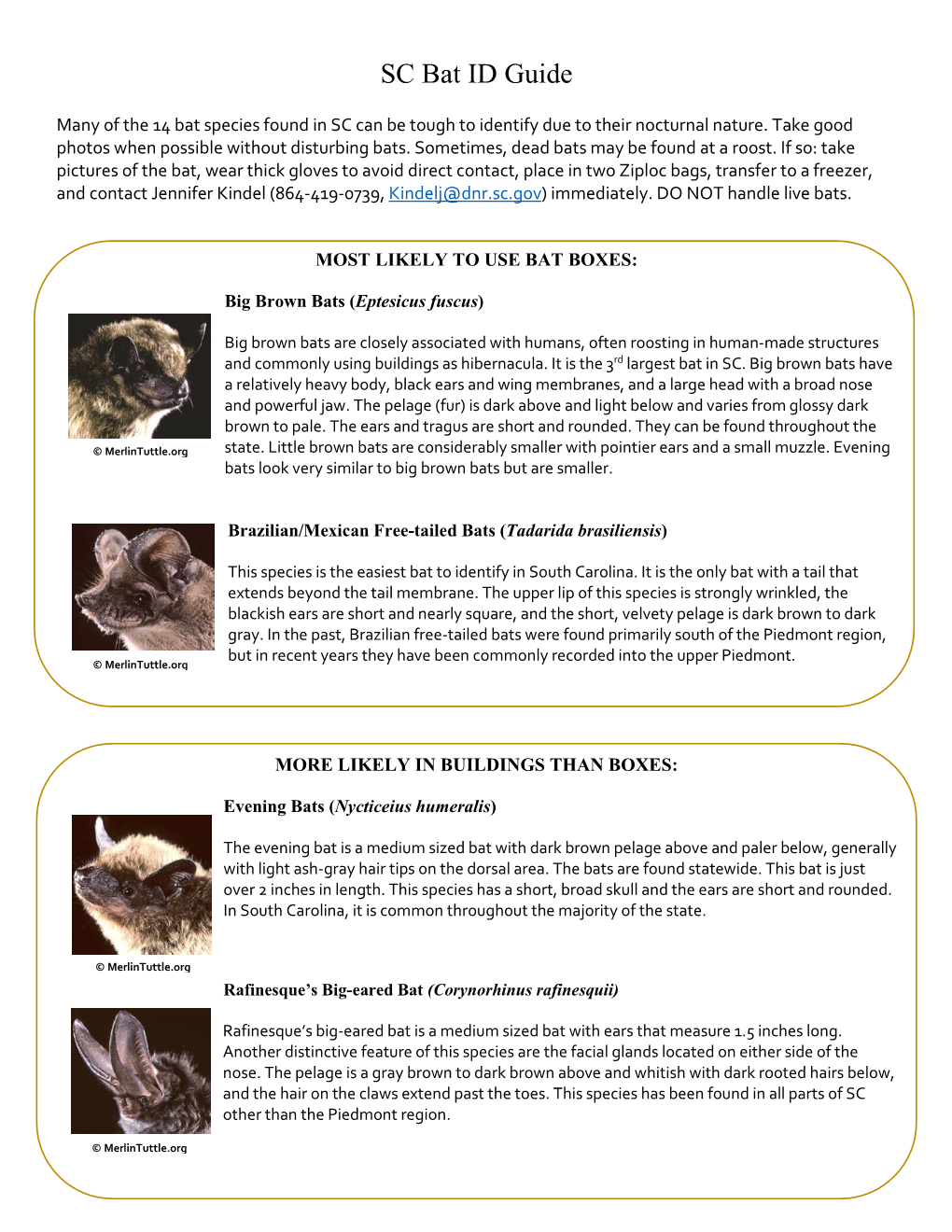 Bat ID Guide