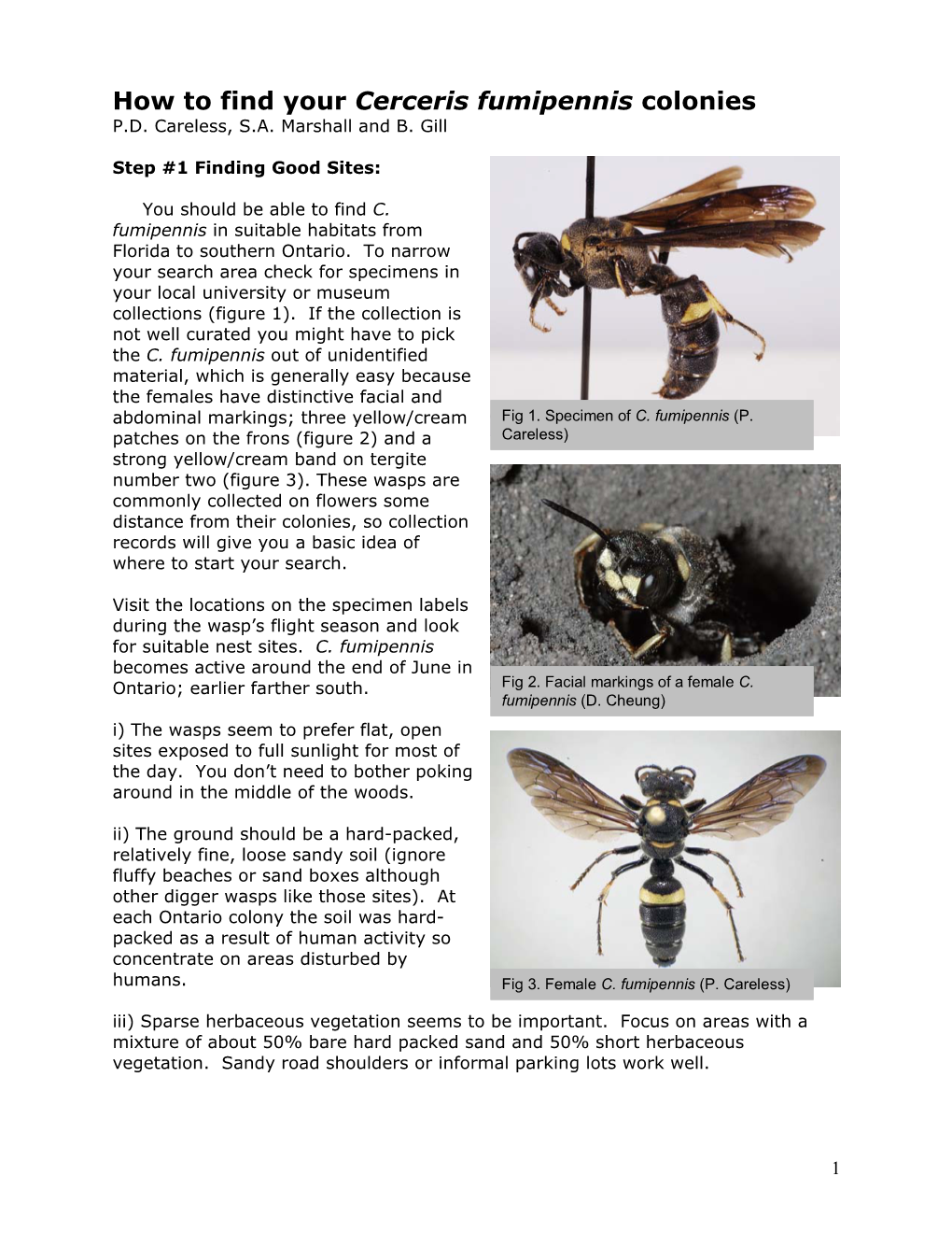 How to Find Your Cerceris Fumipennis Colonies P.D