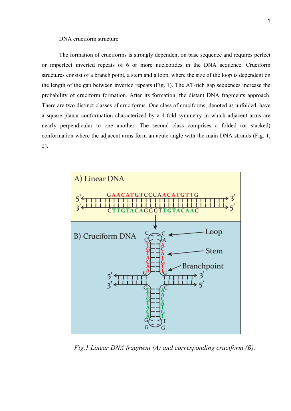 DNA Cruciform Structure