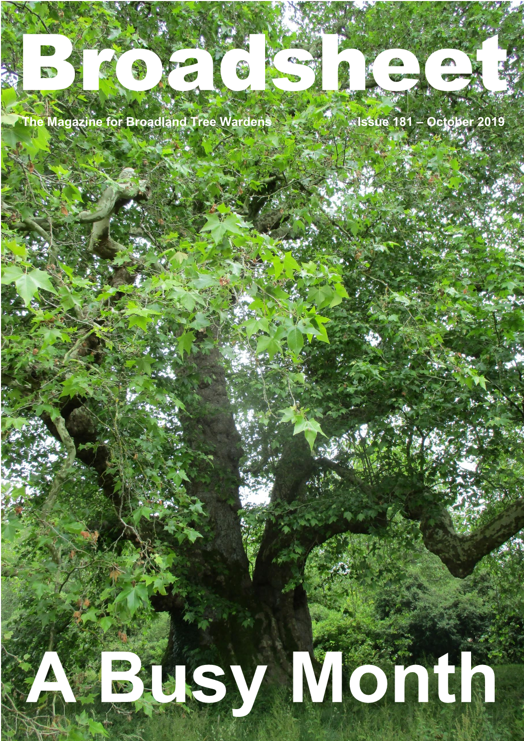 The Newsletter for Broadland Tree Wardens