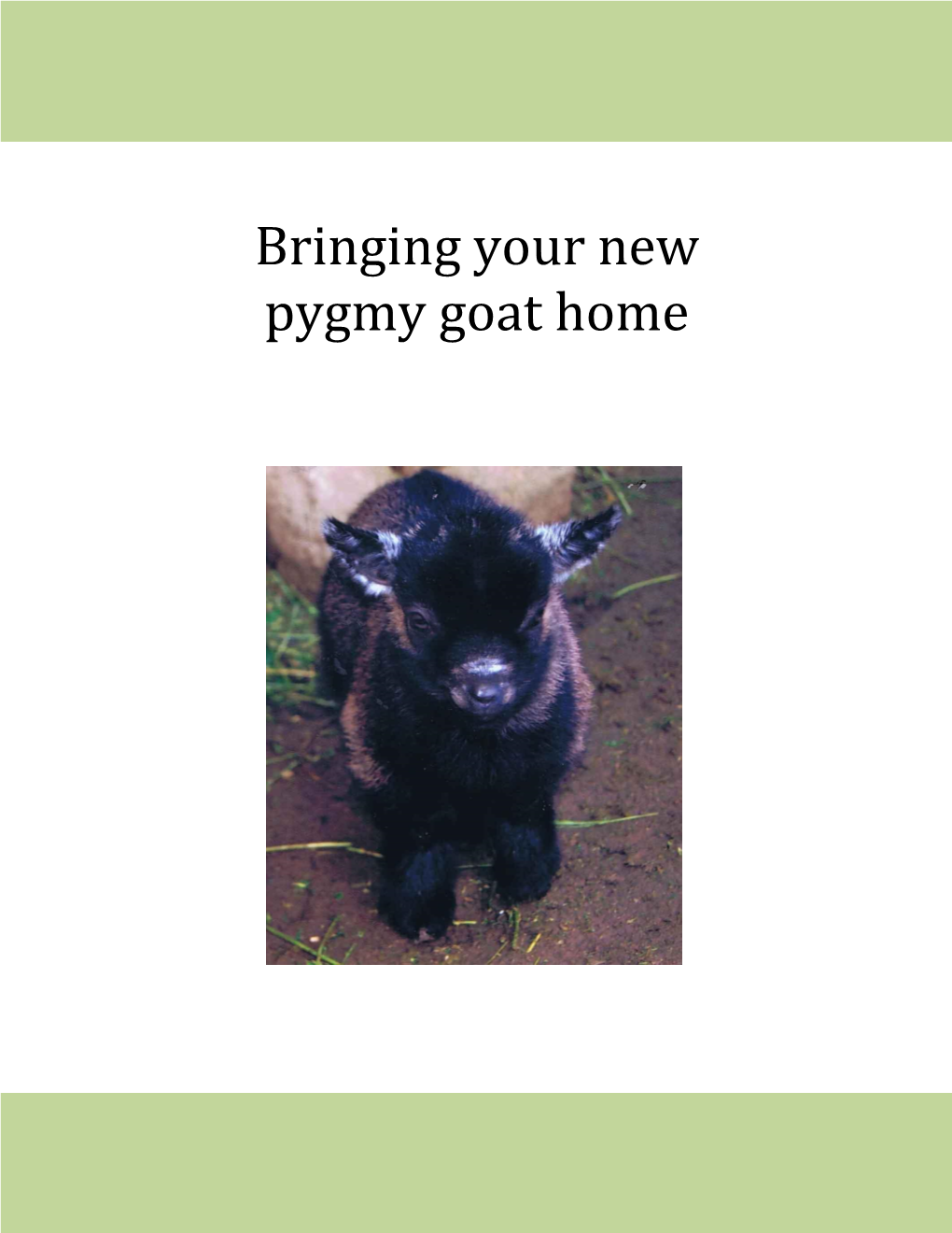 Bringing Your New Pygmy Goat Home