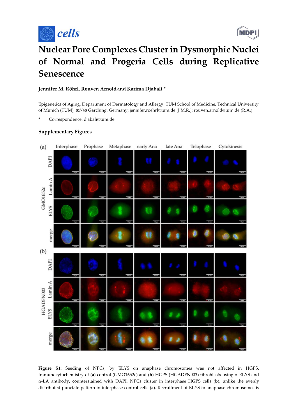 Nuclear Pore Complexes Cluster in Dysmorphic Nuclei of Normal and Progeria Cells During Replicative Senescence