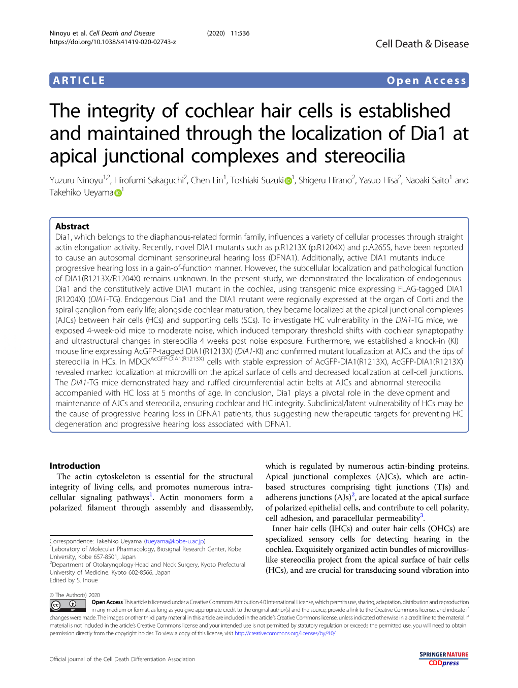 The Integrity of Cochlear Hair Cells Is Established and Maintained