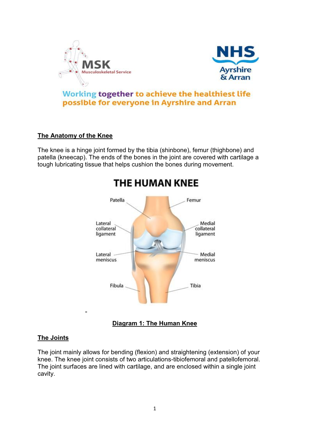 The Anatomy of the Knee the Knee Is a Hinge Joint Formed by the Tibia