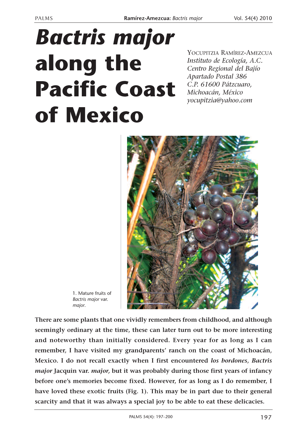 Bactris Major Along the Pacific Coast of Mexico
