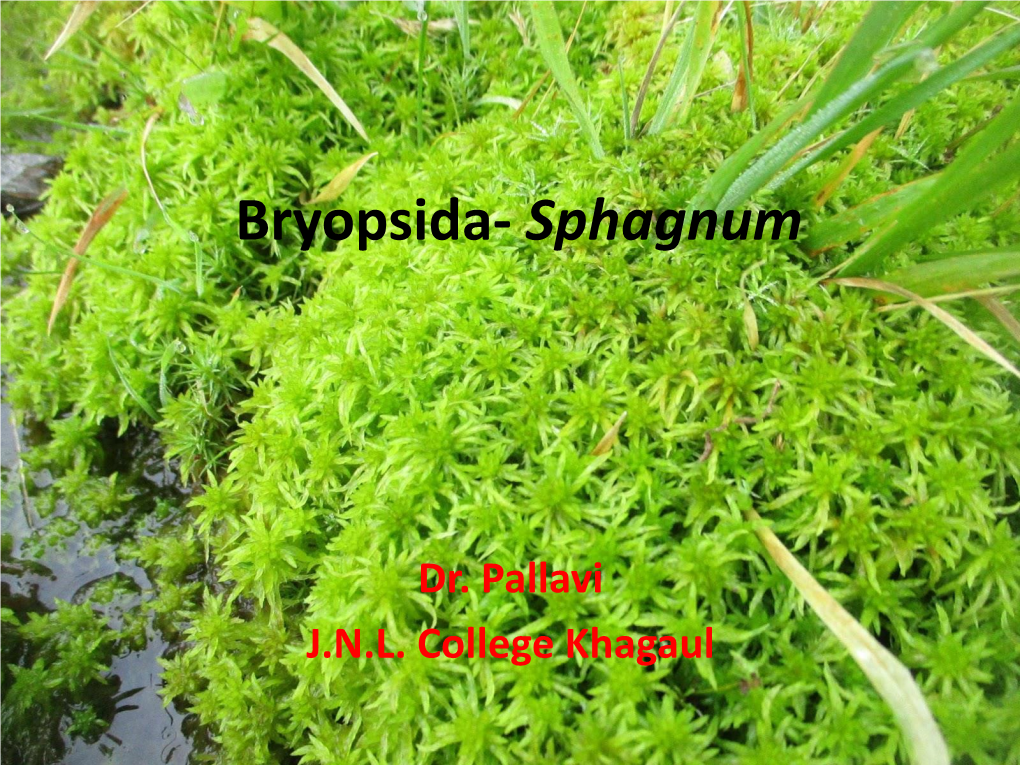 Bryopsida- Sphagnum