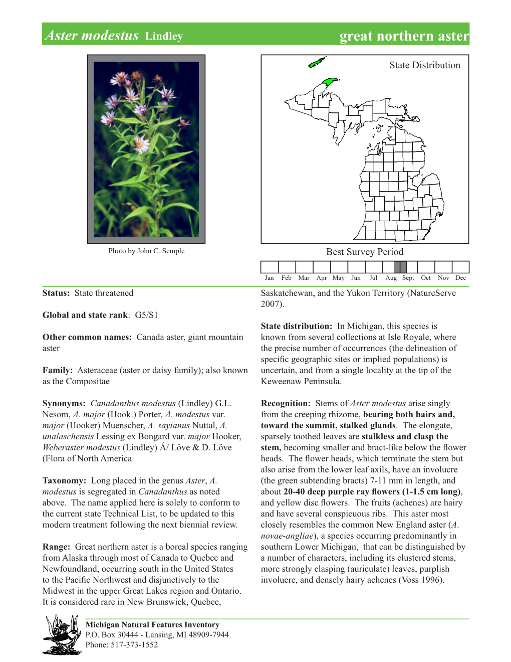 Canadanthus Modestus (Lindley) G.L