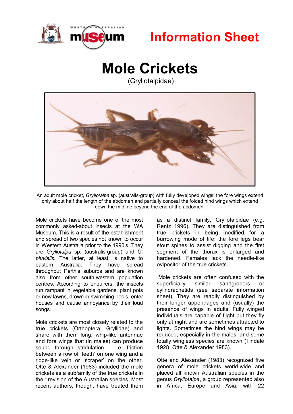 Mole Crickets (Gryllotalpidae)