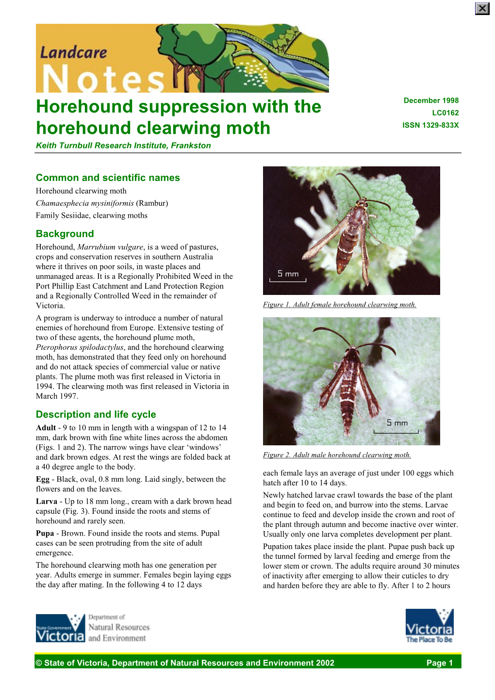 Horehound Suppression Using the Horehound Clearwing Moth (DSE Vic)