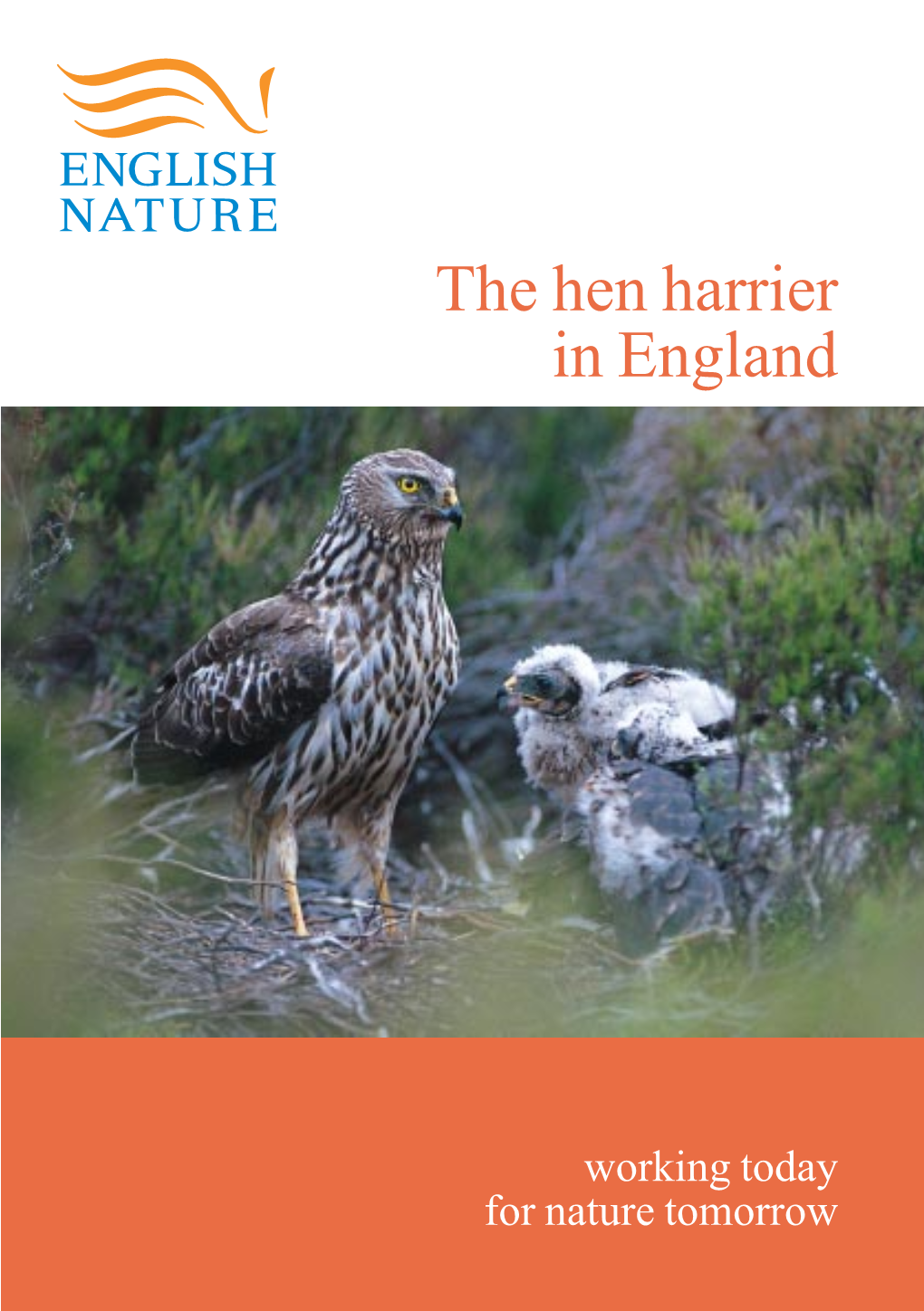 En Hen Harrier