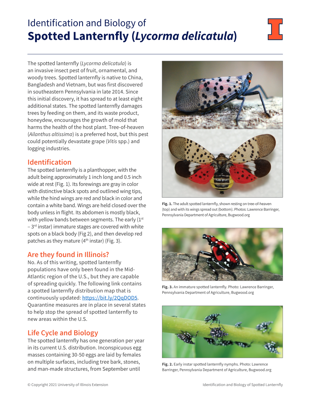 Identification and Biology of Spotted Lanternfly Lycorma( Delicatula)