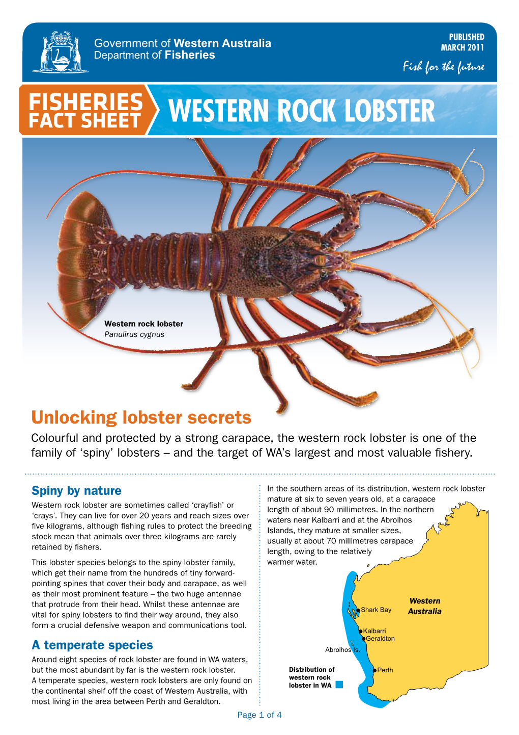 Western Rock Lobster