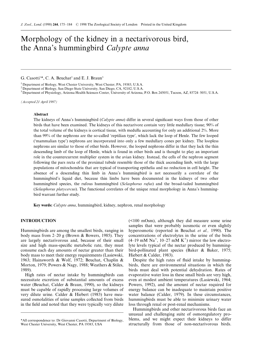 Morphology of the Kidney in a Nectarivorous Bird, the Anna's Hummingbird Calypte Anna