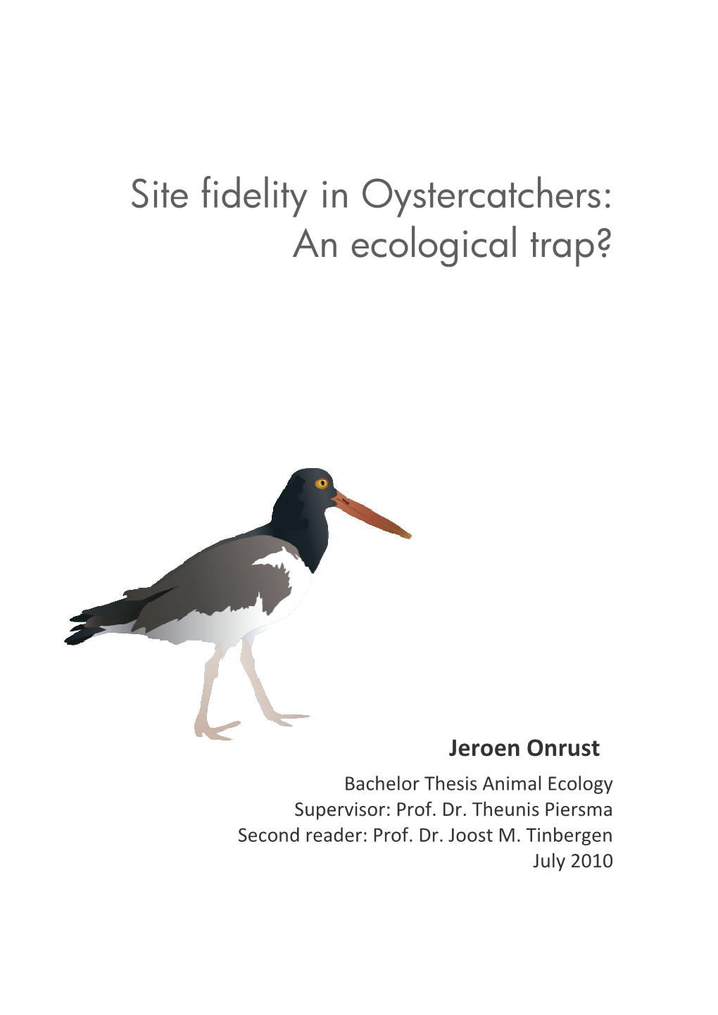 Site Fidelity in Oystercatchers: an Ecological Trap?