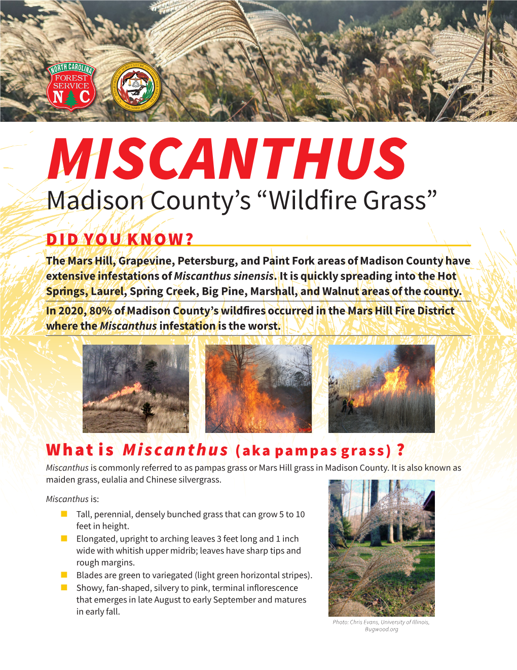 Miscanthus: Madison County's "Wildfire Grass"
