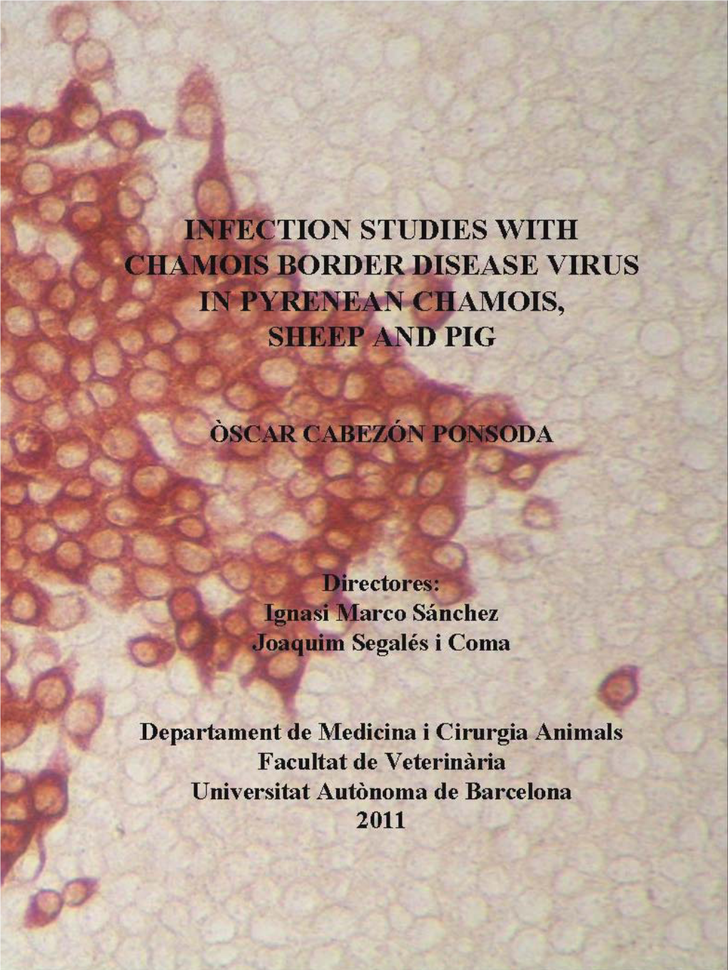 Infection Studies with Chamois Border Disease Virus in Pyrenean Chamois, Sheep and Pig