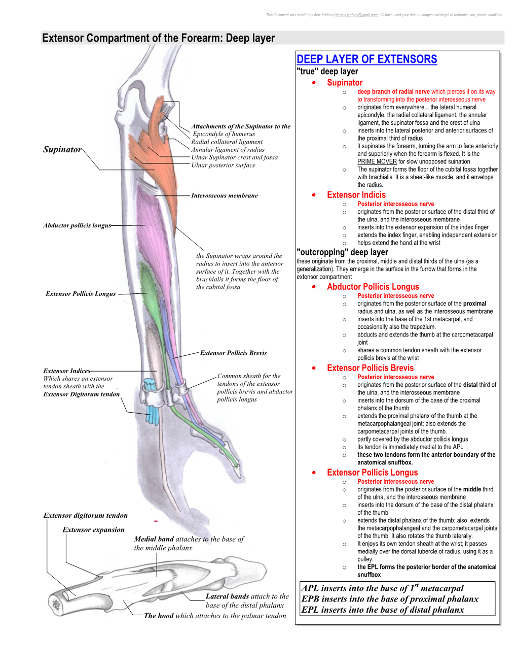 Extensor Compartment of the Forearm: Deep Layer