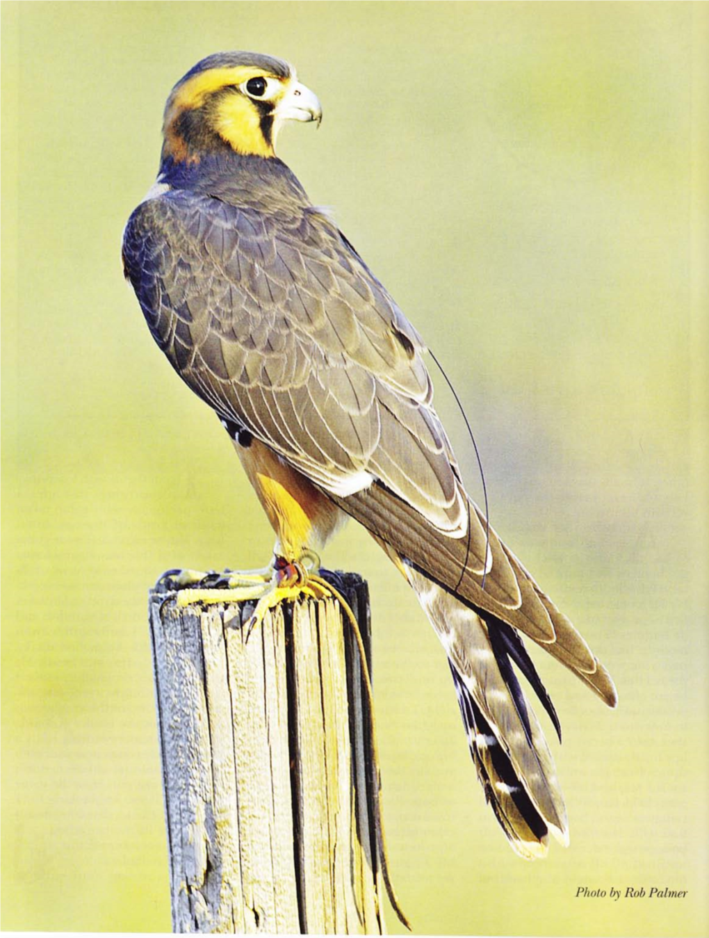 Hunting with the Aplomado Falcon in the U.S