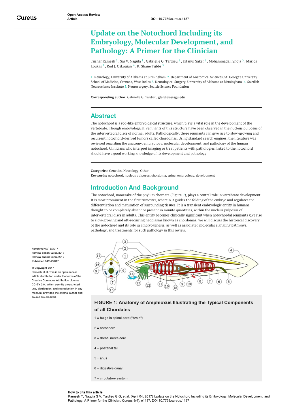 Update on the Notochord Including Its Embryology, Molecular Development, and Pathology: a Primer for the Clinician