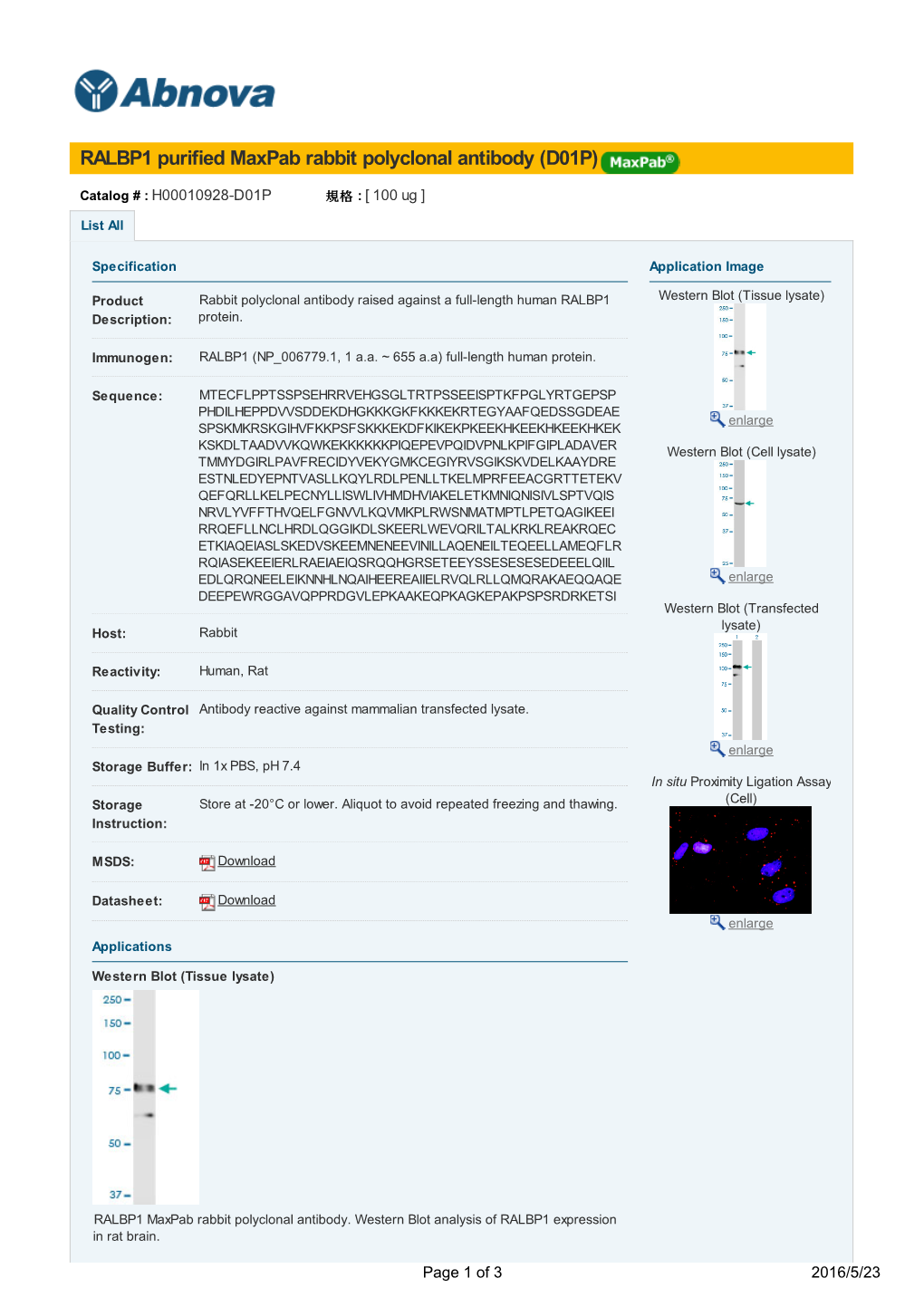 RALBP1 Purified Maxpab Rabbit Polyclonal Antibody (D01P)