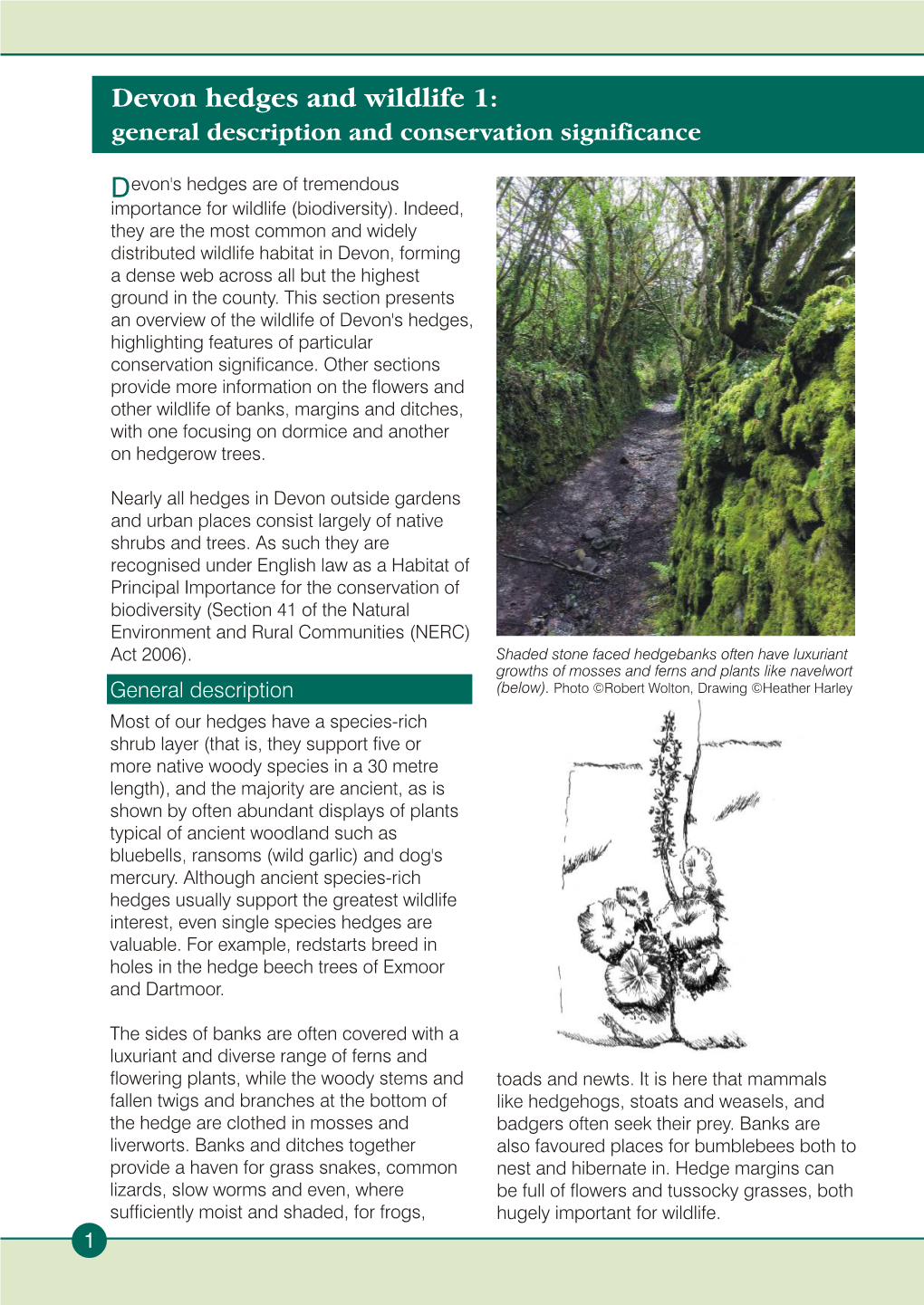 Devon Hedges and Wildlife 1: General Description and Conservation Significance