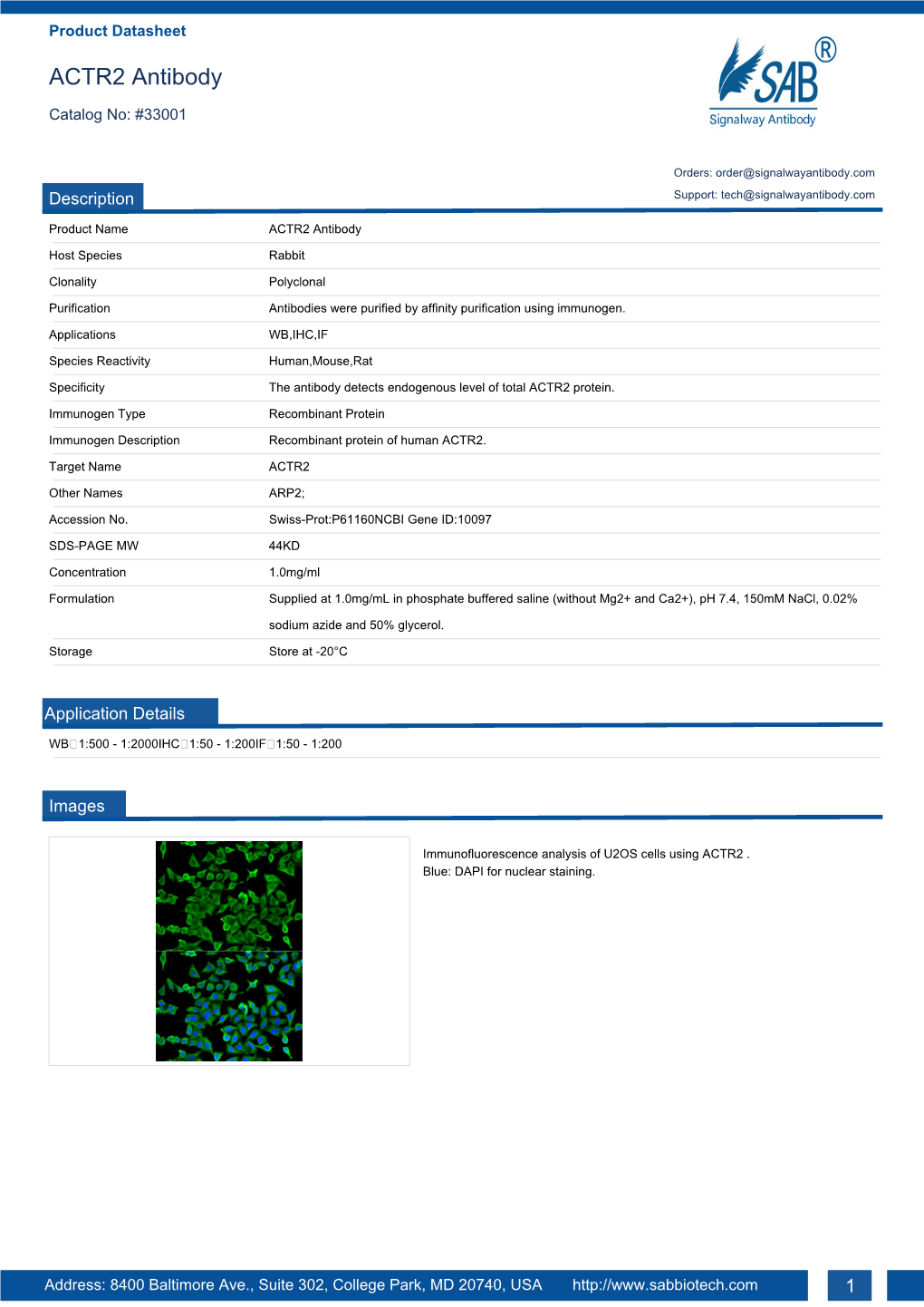 ACTR2 Antibody