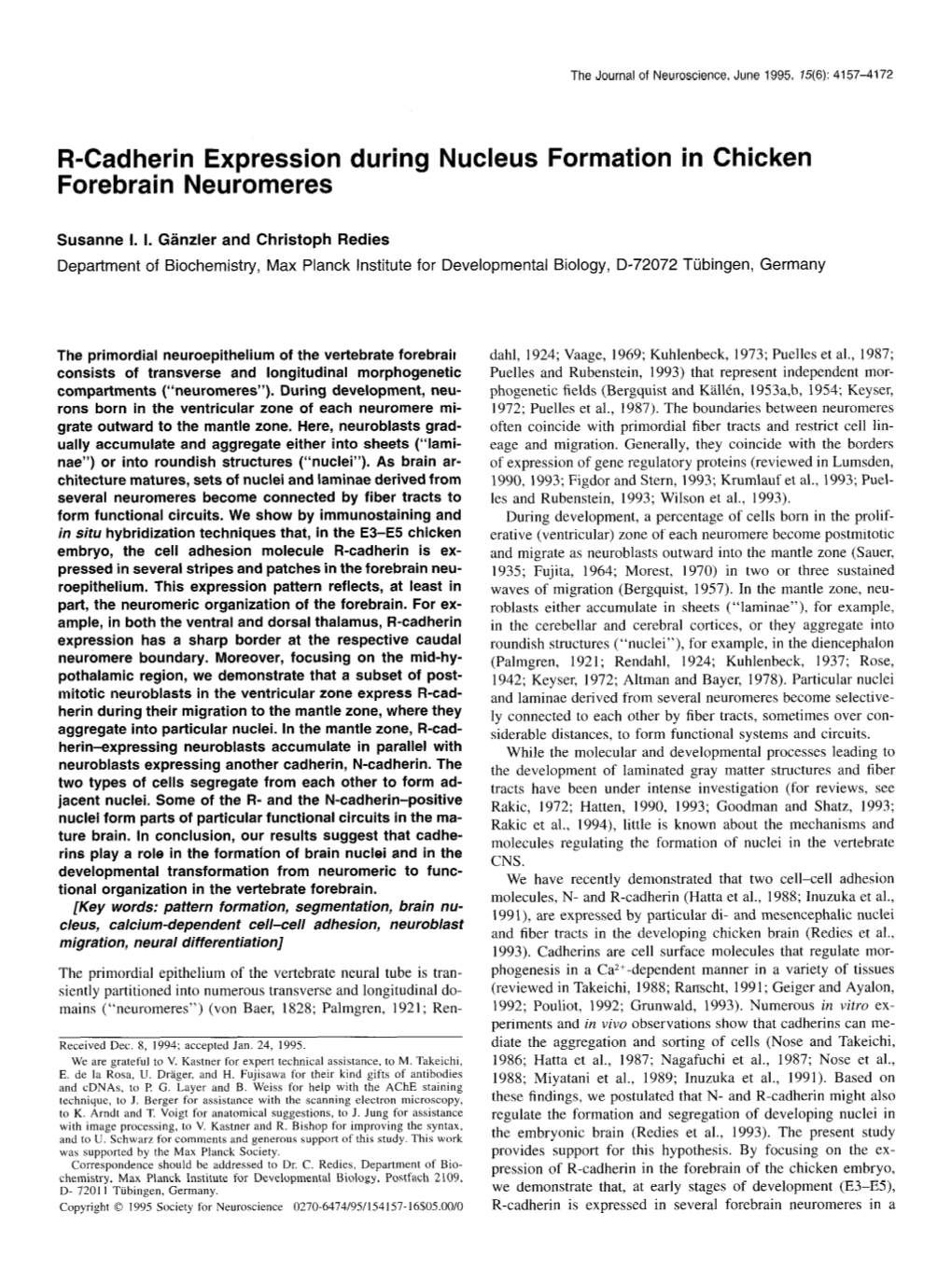 R-Cadherin Expression During Nucleus Formation in Chicken Forebrain Neuromeres