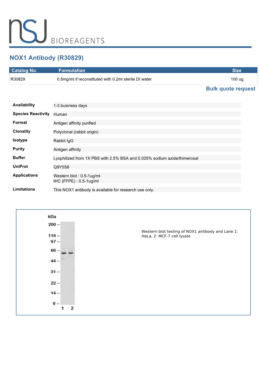 NOX1 Antibody (R30829)