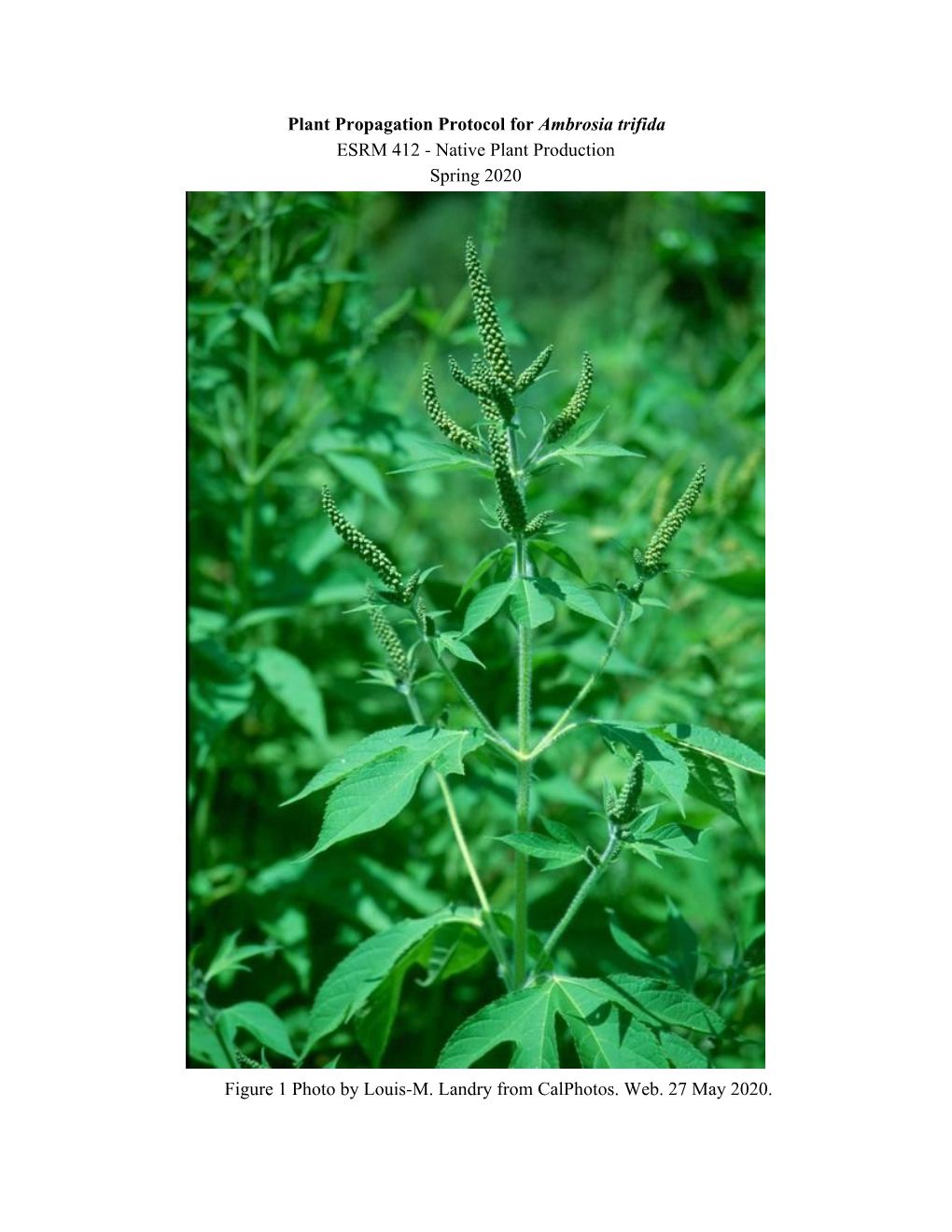 Plant Propagation Protocol for ​Ambrosia Trifida ESRM