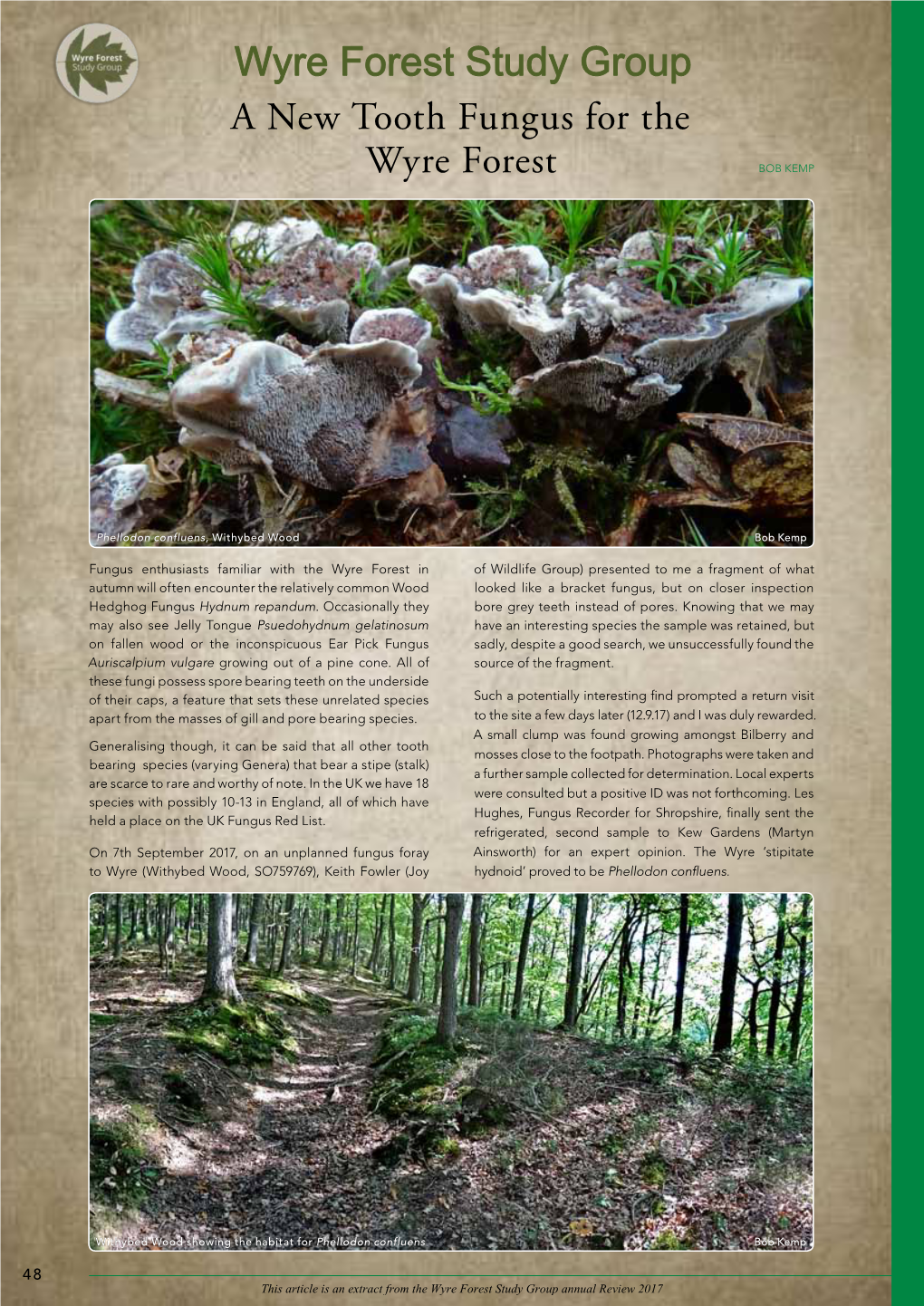 A New Tooth Fungus for the Wyre Forest