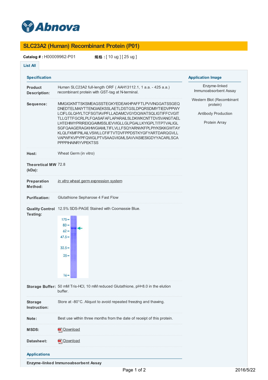 SLC23A2 (Human) Recombinant Protein (P01)