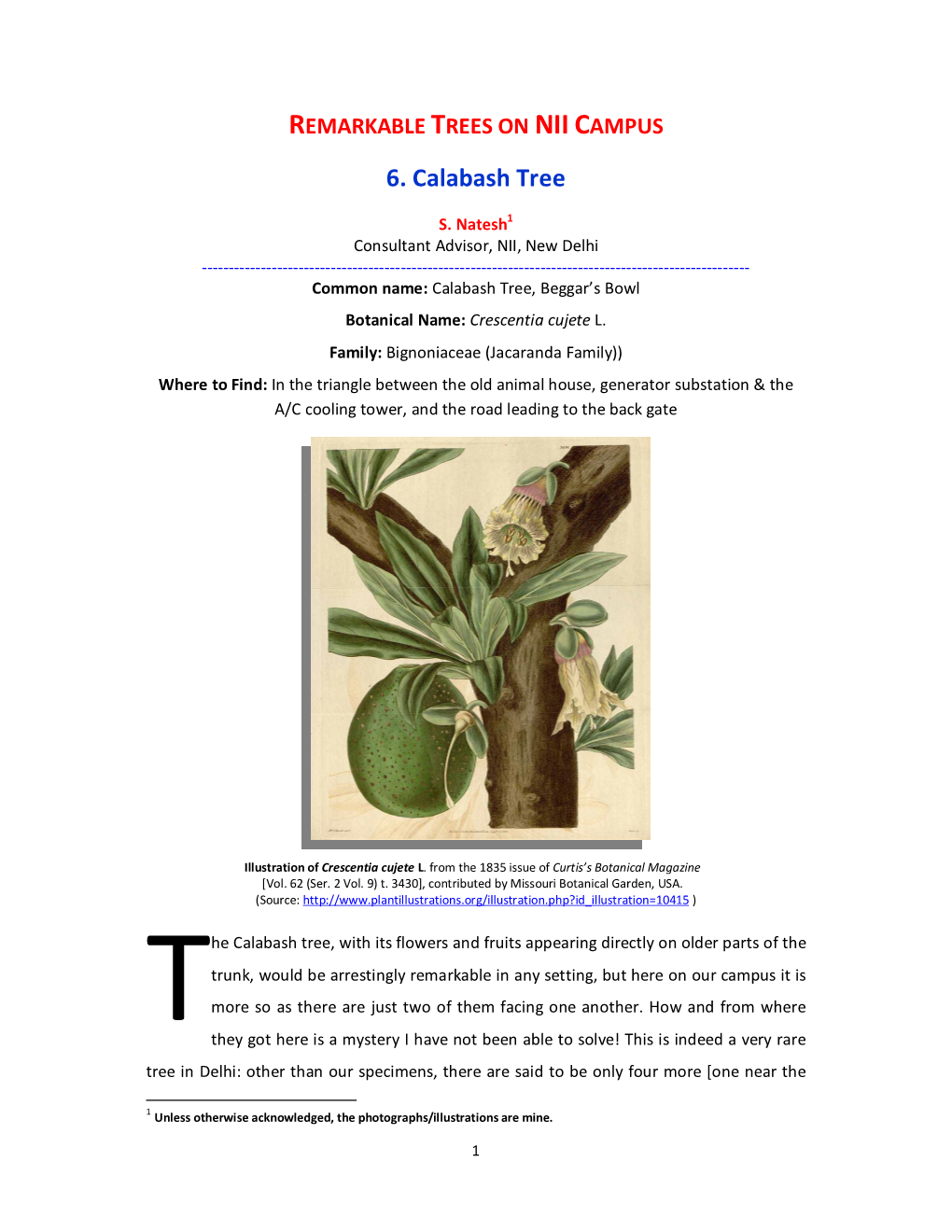 Calabash Tree
