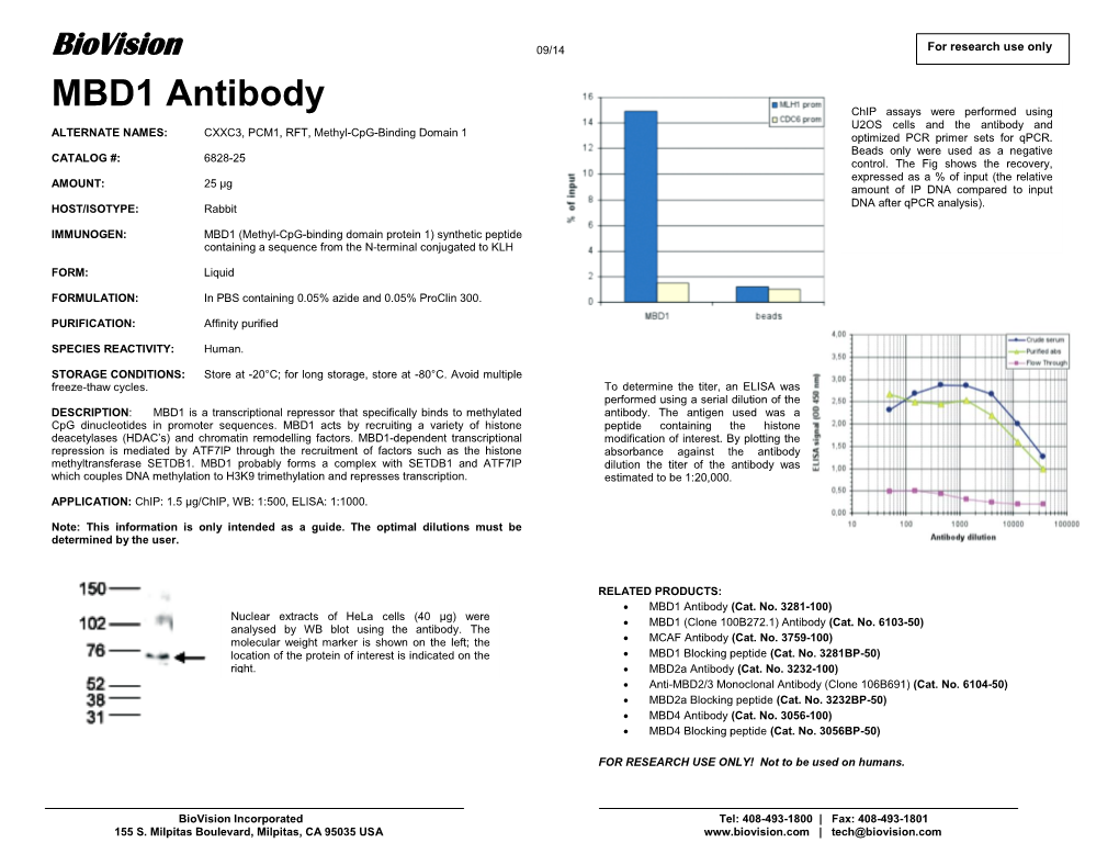 MBD1 Antibody