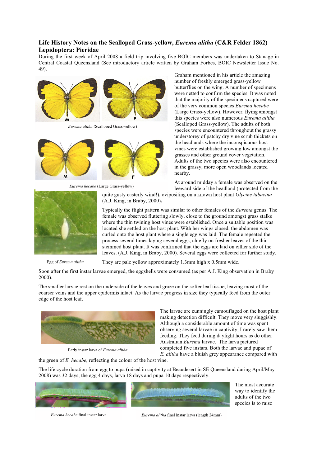 Life History Notes on the Scalloped Grass-Yellow, Eurema Alitha