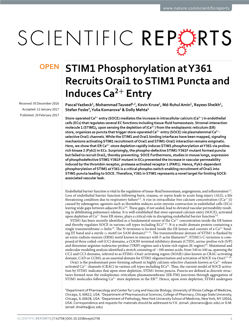 STIM1 Phosphorylation at Y361 Recruits Orai1 to STIM1 Puncta And
