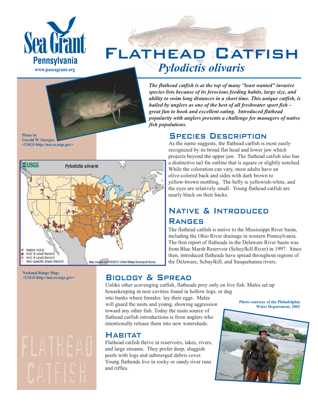 Flathead Catfish